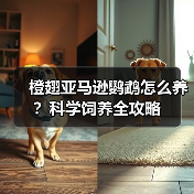 橙翅亚马逊鹦鹉怎么养?科学饲养全攻略(图2) 橙翅亚马逊鹦鹉怎么养?科学饲养全攻略(图2)