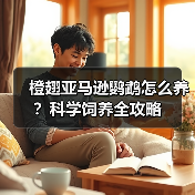 橙翅亚马逊鹦鹉怎么养？科学饲养全攻略