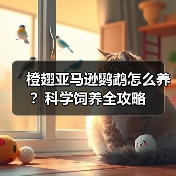 橙翅亚马逊鹦鹉怎么养?科学饲养全攻略(图3) 橙翅亚马逊鹦鹉怎么养?科学饲养全攻略(图3)