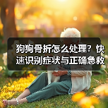 狗狗骨折怎么处理？快速识别症状与正确急救方法