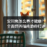 安川兔怎么养才健康?全面饲养指南助你打造温馨家园(图2) 安川兔怎么养才健康?全面饲养指南助你打造温馨家园(图2)