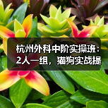 杭州外科中阶实操班：2人一组，猫狗实战提升技术快！(图2)