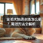 金毛犬跳远训练怎么做？高效方法全解析