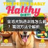 金毛犬跳远训练怎么做?高效方法全解析(图2) 金毛犬跳远训练怎么做?高效方法全解析(图2)