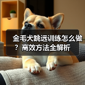 金毛犬跳远训练怎么做?高效方法全解析(图3) 金毛犬跳远训练怎么做?高效方法全解析(图3)