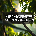 犬猫外科高阶实操班:SUB技术+乳糜胸手术,你掌握了吗?(图3) 犬猫外科高阶实操班:SUB技术+乳糜胸手术,你掌握了吗?(图3)