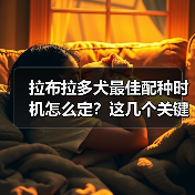 拉布拉多犬最佳配种时机怎么定?这几个关键点要掌握!(图4) 拉布拉多犬最佳配种时机怎么定?这几个关键点要掌握!(图4)