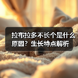 拉布拉多不长个是什么原因？生长特点解析