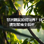 非洲跳鼠如何饲养?环境到繁殖全解析(图3) 非洲跳鼠如何饲养?环境到繁殖全解析(图3)