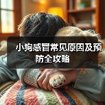 小狗感冒常见原因及预防全攻略