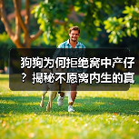 狗狗为何拒绝窝中产仔？揭秘不愿窝内生的真正原因