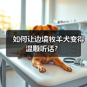 如何让边境牧羊犬变得温顺听话?(图4) 如何让边境牧羊犬变得温顺听话?(图4)
