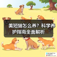 美短猫怎么养?科学养护指南全面解析(图2) 美短猫怎么养?科学养护指南全面解析(图2)