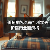 美短猫怎么养?科学养护指南全面解析(图3) 美短猫怎么养?科学养护指南全面解析(图3)