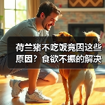 荷兰猪不吃饭竟因这些原因？食欲不振的解决办法大公开！(图4)