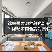 锦鲤需要哪种颜色灯光?揭秘不同色彩对其健康与颜色的影响(图4) 锦鲤需要哪种颜色灯光?揭秘不同色彩对其健康与颜色的影响(图4)