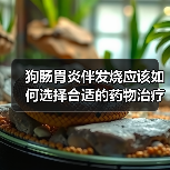 狗肠胃炎伴发烧应该如何选择合适的药物治疗(药物治疗狗肠胃炎伴发烧的指南及注意事项)(图4) 狗肠胃炎伴发烧应该如何选择合适的药物治疗(药物治疗狗肠胃炎伴发烧的指南及注意事项)(图4)