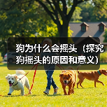 狗为什么会摇头(探究狗摇头的原因和意义)(图2) 狗为什么会摇头(探究狗摇头的原因和意义)(图2)