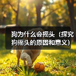 狗为什么会摇头(探究狗摇头的原因和意义)(图4) 狗为什么会摇头(探究狗摇头的原因和意义)(图4)