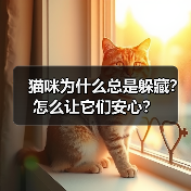 猫咪为什么总是躲藏？怎么让它们安心？(图2)