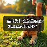 猫咪为什么总是躲藏？怎么让它们安心？(图1)