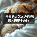 贵宾幼犬怎么选狗粮?营养搭配全攻略(图3) 贵宾幼犬怎么选狗粮?营养搭配全攻略(图3)