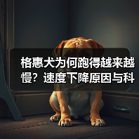 格惠犬为何跑得越来越慢？速度下降原因与科学恢复方法