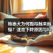 格惠犬为何跑得越来越慢？速度下降原因与科学恢复方法(图2)