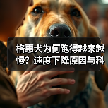 格惠犬为何跑得越来越慢？速度下降原因与科学恢复方法(图3)