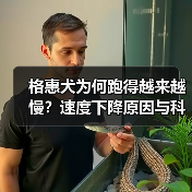 格惠犬为何跑得越来越慢？速度下降原因与科学恢复方法(图4)