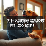 为什么狗狗总是乱咬东西?怎么解决?(图1) 为什么狗狗总是乱咬东西?怎么解决?(图1)