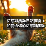 萨摩耶洗澡注意事项(如何给你的萨摩耶洗澡?)(图4) 萨摩耶洗澡注意事项(如何给你的萨摩耶洗澡?)(图4)