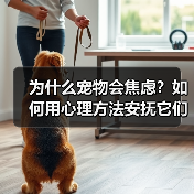 为什么宠物会焦虑？如何用心理方法安抚它们？(图3)