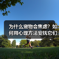 为什么宠物会焦虑？如何用心理方法安抚它们？(图4)