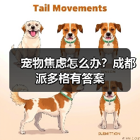 宠物焦虑怎么办?成都派多格有答案(图1) 宠物焦虑怎么办?成都派多格有答案(图1)