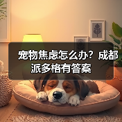宠物焦虑怎么办?成都派多格有答案(图4) 宠物焦虑怎么办?成都派多格有答案(图4)