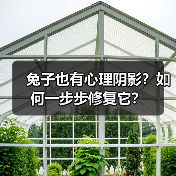 兔子也有心理阴影？如何一步步修复它？