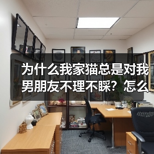 为什么我家猫总是对我男朋友不理不睬？怎么解决？(图2)
