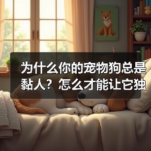 为什么你的宠物狗总是黏人?怎么才能让它独立?(图3) 为什么你的宠物狗总是黏人?怎么才能让它独立?(图3)