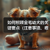 如何照顾金毛幼犬的关键要点（注意事项、喂养、训练、社交化、健康等方面的全面指南）