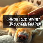 小狗为什么要泡狗粮?(探究小狗泡狗粮的原因及好处)(图3) 小狗为什么要泡狗粮?(探究小狗泡狗粮的原因及好处)(图3)