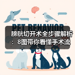 膀胱切开术全步骤解析:8图带你看懂手术流程(图2) 膀胱切开术全步骤解析:8图带你看懂手术流程(图2)