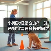 小狗缺钙怎么办？（缺钙狗狗需要多长时间才能康复？）