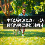 小狗缺钙怎么办?(缺钙狗狗需要多长时间才能康复?)(图4) 小狗缺钙怎么办?(缺钙狗狗需要多长时间才能康复?)(图4)