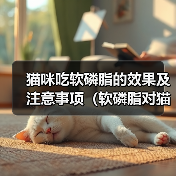 猫咪吃软磷脂的效果及注意事项（软磷脂对猫咪的健康有何影响，怎样正确喂养）