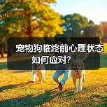 宠物狗临终前心理状态如何应对?(图1) 宠物狗临终前心理状态如何应对?(图1)
