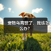 宠物鸟离世了,我该怎么办?(图1) 宠物鸟离世了,我该怎么办?(图1)