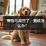 宠物鸟离世了,我该怎么办?(图2) 宠物鸟离世了,我该怎么办?(图2)