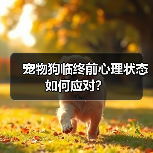 宠物狗临终前心理状态如何应对?(图4) 宠物狗临终前心理状态如何应对?(图4)