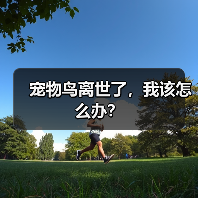 宠物鸟离世了,我该怎么办?(图3) 宠物鸟离世了,我该怎么办?(图3)